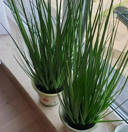 Primo Tramwajowa 17b