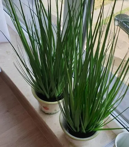 Primo Tramwajowa 17b